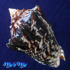 Alternative view of Voluta ebraea Linnaeus, 1758