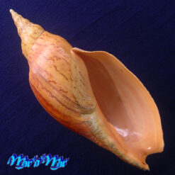 Adelomelon beckii (Broderip, 1836)