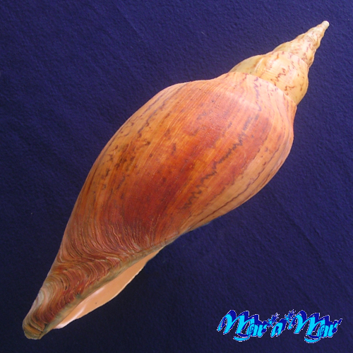 Adelomelon beckii (Broderip, 1836) - Imagem 4