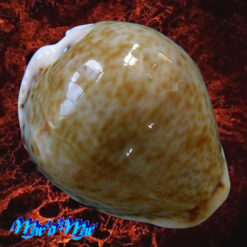 Cypraea (Erosaria) acicularis sanctahelenae (Gmelin, 1791)