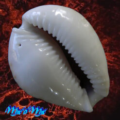 Cypraea (Erosaria) acicularis sanctahelenae (Gmelin, 1791) - Imagem 2