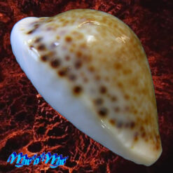 Cypraea (Erosaria) acicularis sanctahelenae (Gmelin, 1791) - Imagem 3