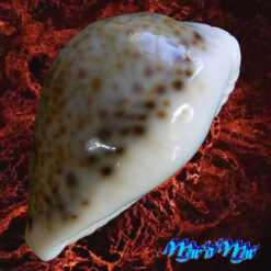 Cypraea (Erosaria) acicularis sanctahelenae (Gmelin, 1791) - Imagem 4