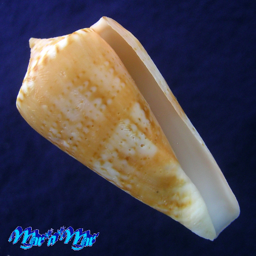 Conus (Lamniconus) petestimpsoni (Petuch & Berschauer, 2016)