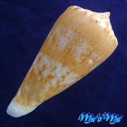 Alternative view of Conus (Lamniconus) petestimpsoni (Petuch & Berschauer, 2016)