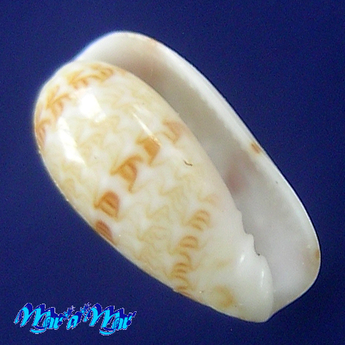 Persicula cf. sagittata (Hinds,1844)