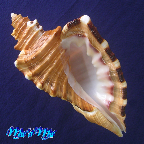 Cymatium raderi D'attilio & Meyers, 1984