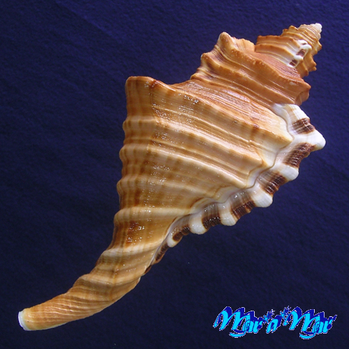 Alternative view of Cymatium raderi D'attilio & Meyers, 1984