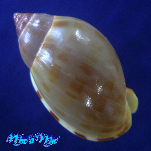 Alternative view of Casmaria atlantica Clench, 1944