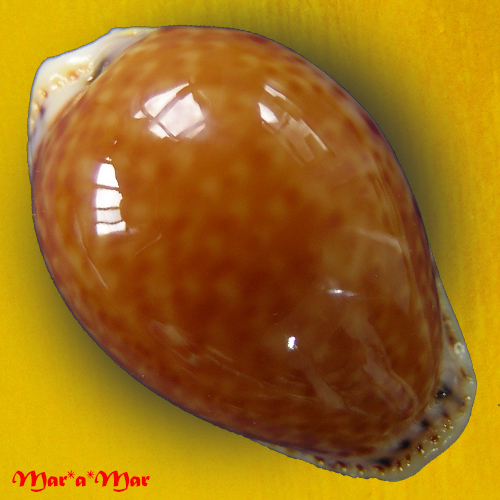 Cypraea acicularis marcuscoltroi (Petuch, 2015)