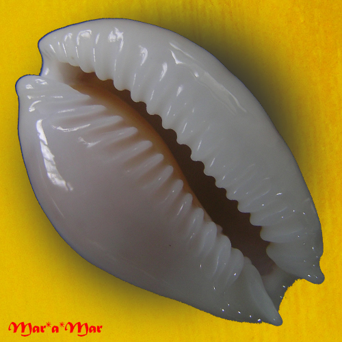 Alternative view of Cypraea acicularis marcuscoltroi (Petuch, 2015)