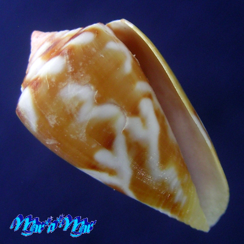 Conus mauricioi Coltro, 2004