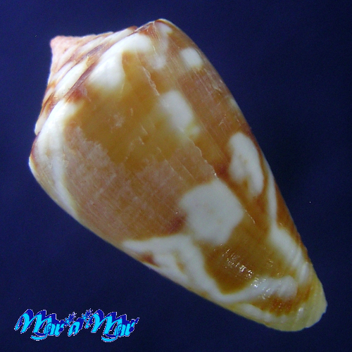 Alternative view of Conus mauricioi Coltro, 2004