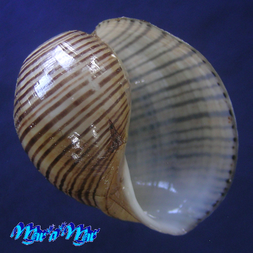 Hydatina vesicaria (Lightfoot, 1786)