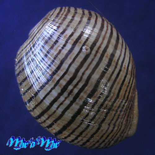 Alternative view of Hydatina vesicaria (Lightfoot, 1786)