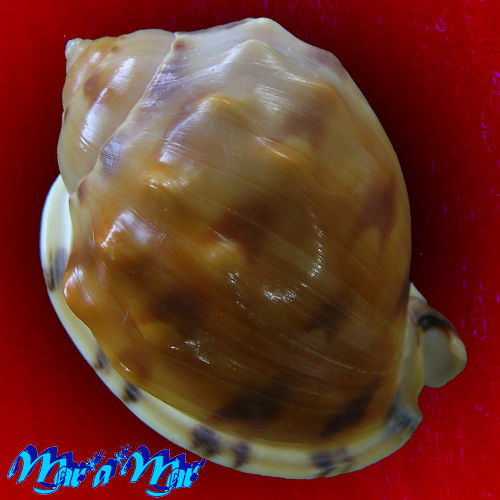 Alternative view of Semicassis labiata iheringi (Carcelles, 1953)