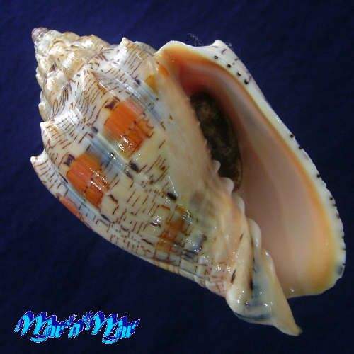 Voluta ebraea Linnaeus, 1758