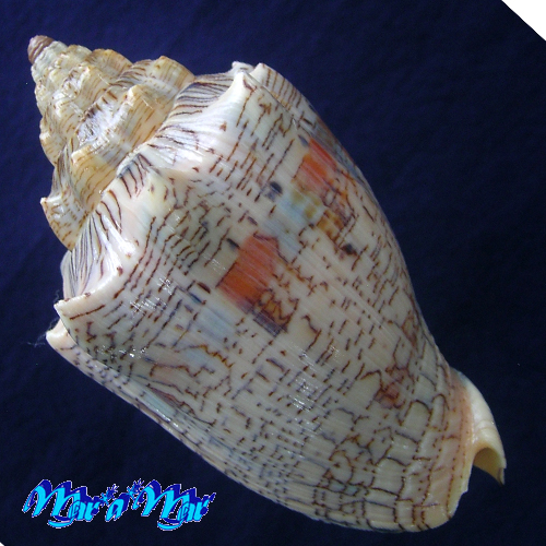 Alternative view of Voluta ebraea Linnaeus, 1758