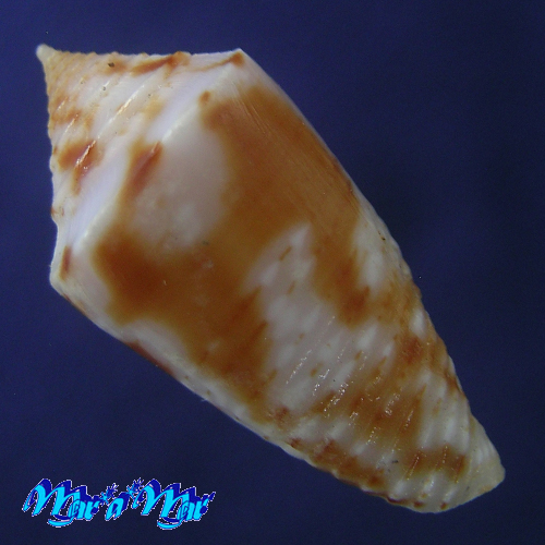 Alternative view of Conus (Jaspidiconus) simonei Petuch & Myers, 2014