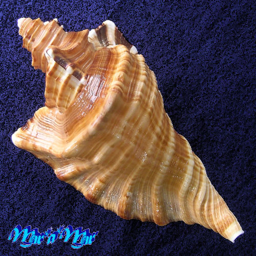 Alternative view of Cymatium raderi D'attilio & Meyers, 1984