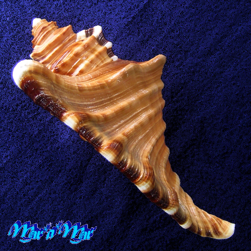 Cymatium raderi D'attilio & Meyers, 1984 - Imagem 3