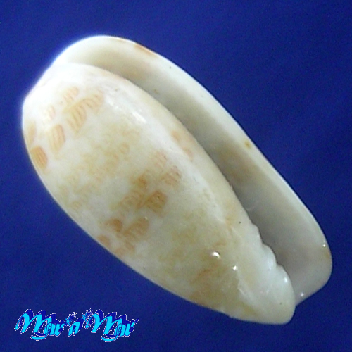 Gibberula moscatelli Boyer, 2004