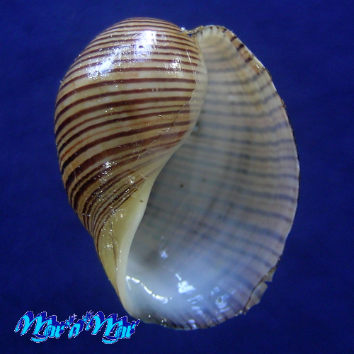 Hydatina vesicaria (Lightfoot, 1786)