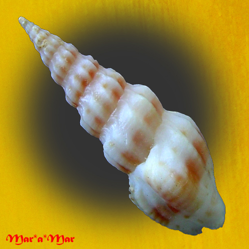 Alternative view of Clathrodrillia rubrofasciata Fallon, 2016