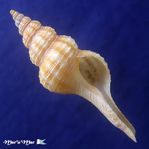 Fusinus mariaodeteae Petuch, E.J. & D.P. Berschauer, 2016