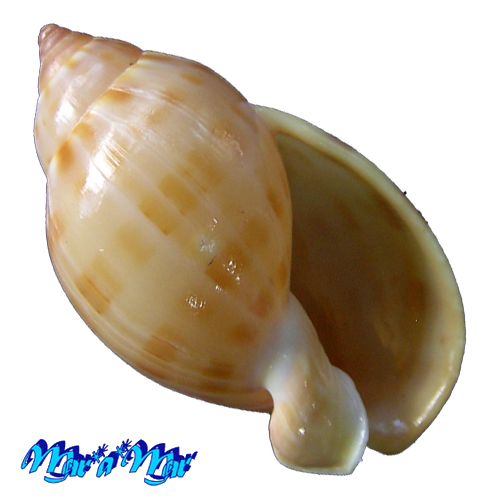 Casmaria atlantica Clench, 1944