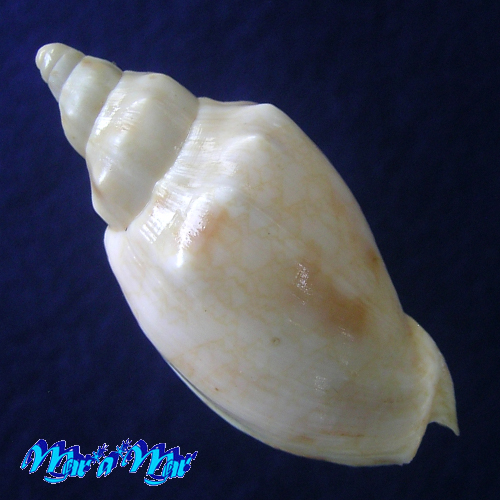 Alternative view of Odontocymbiola americana (Reeve, 1846)