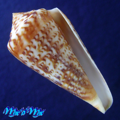 Conus clenchi Martens, 1943