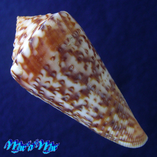 Alternative view of Conus clenchi Martens, 1943