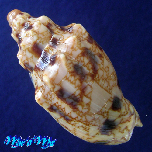 Alternative view of Odontocymbiola americana (Reeve, 1846)