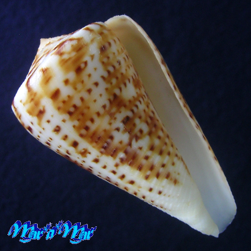 Conus clenchi Martens, 1943