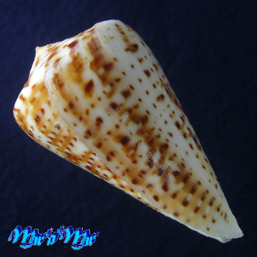 Alternative view of Conus clenchi Martens, 1943