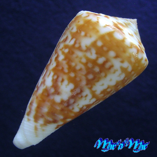 Alternative view of Conus clenchi Martens, 1943