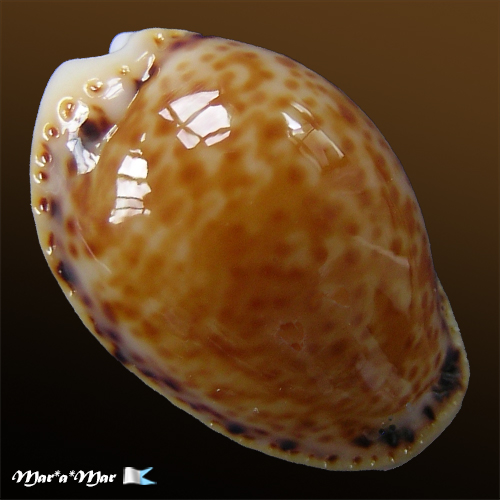 Cypraea acicularis marcuscoltroi (Petuch, 2015)