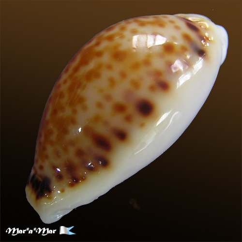 Alternative view of Cypraea acicularis marcuscoltroi (Petuch, 2015)