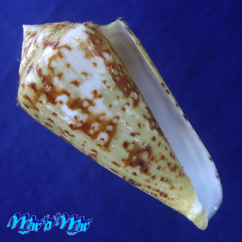 Conus clerii Reeve, 1844