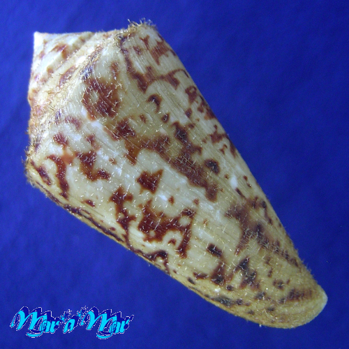 Alternative view of Conus clerii Reeve, 1844