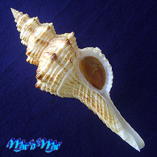 Goniofusus brasiliensis (Grabau, 1904)