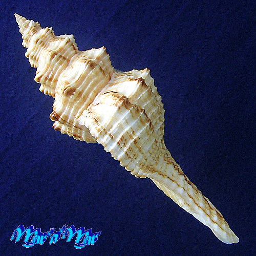 Alternative view of Goniofusus brasiliensis (Grabau, 1904)