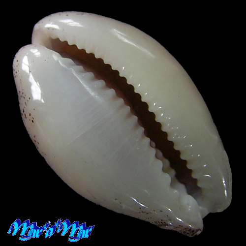 Alternative view of Cypraea (Luria) cinerea brasiliensis L. H., 1993