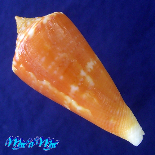 Alternative view of Conus xanthocinctus Petuch, 1986