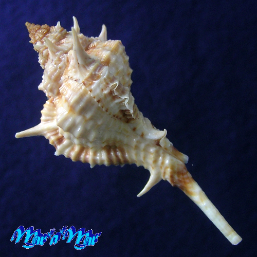 Alternative view of Siratus carolinae (Vokes, 1990)