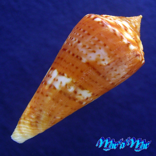 Alternative view of Conus (Lamniconus) petestimpsoni (Petuch & Berschauer, 2016)