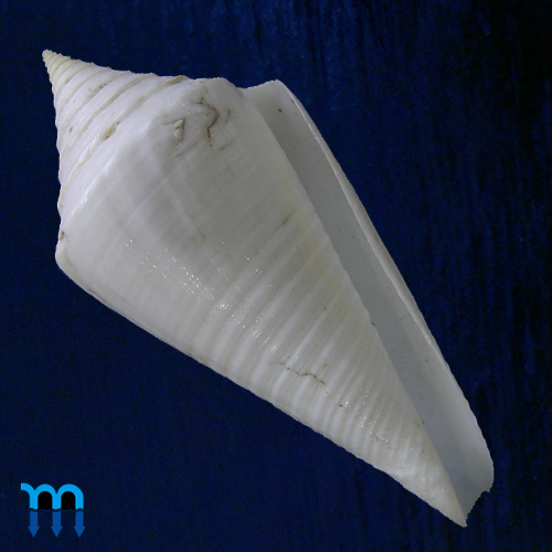 Conus coltrorum Petuch & Myers, 2014