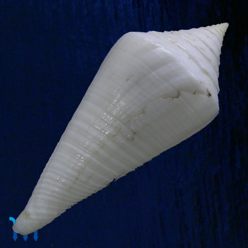 Alternative view of Conus coltrorum Petuch & Myers, 2014