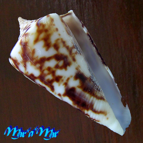 Conus clerii Reeve, 1844